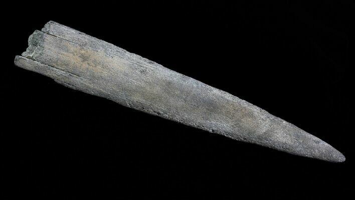 Fossil Marlin (Swordfish) Rostrum - Miocene #66080